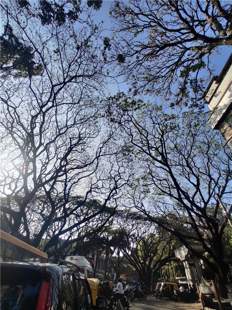 Street canopy